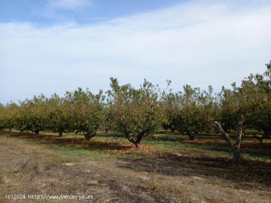 OCASION FINCA RUSTICA DE REGADIO EN BENISSANET A ORILLAS DEL EBRO - TARRAGONA