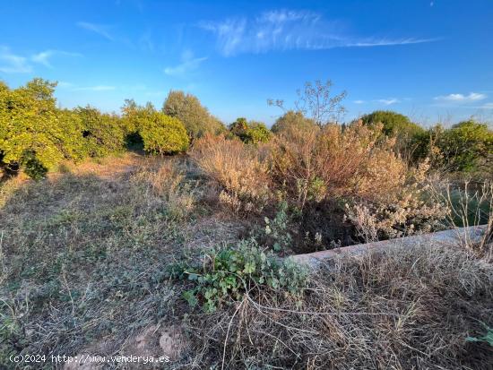 TERRENO AGRARÍO EN, CASTELLÓN, ZONA CAMINO DE LA PLANA - CASTELLON