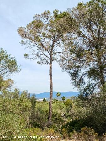 Terreno Urbano en urbanización Parcelación Rustica Son Oliver - BALEARES