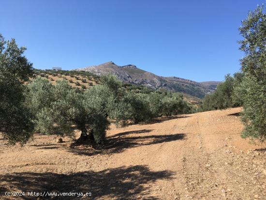 se vende Finca Rustica en Antequera - MALAGA