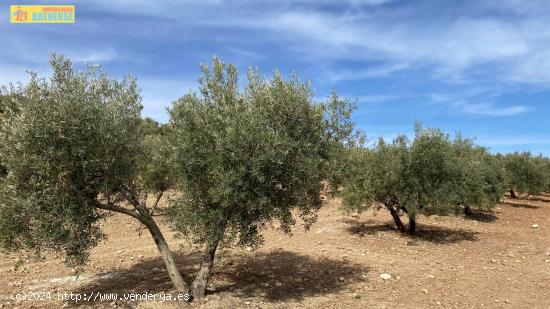 Finca de olivar cerca de carretera - CORDOBA