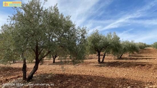 Finca de olivar cerca de carretera - CORDOBA