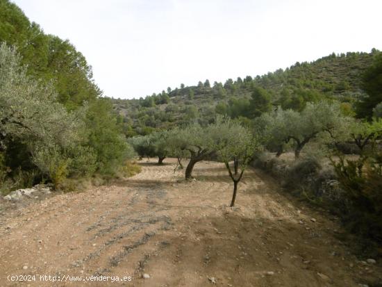 FINCA RUSTICA DE 11,8 HECTAREAS DE CULTIVO MEDITERRANEO EN  ZONA ELS IBARSOS CON MASIA Y ALMACEN - C