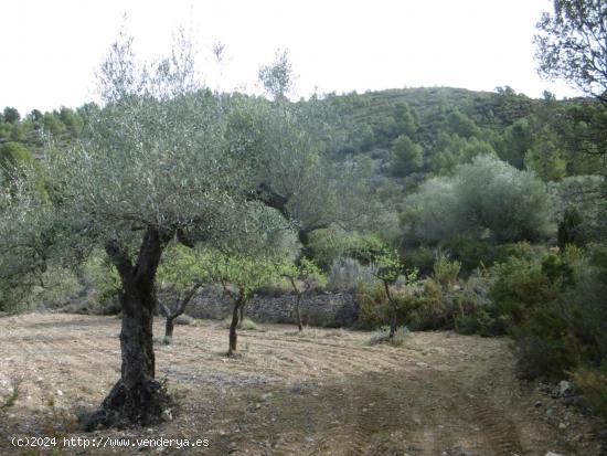 FINCA RUSTICA DE 11,8 HECTAREAS DE CULTIVO MEDITERRANEO EN  ZONA ELS IBARSOS CON MASIA Y ALMACEN - C