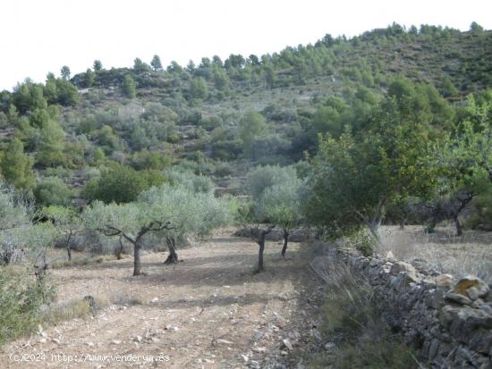 FINCA RUSTICA DE 11,8 HECTAREAS DE CULTIVO MEDITERRANEO EN  ZONA ELS IBARSOS CON MASIA Y ALMACEN - C