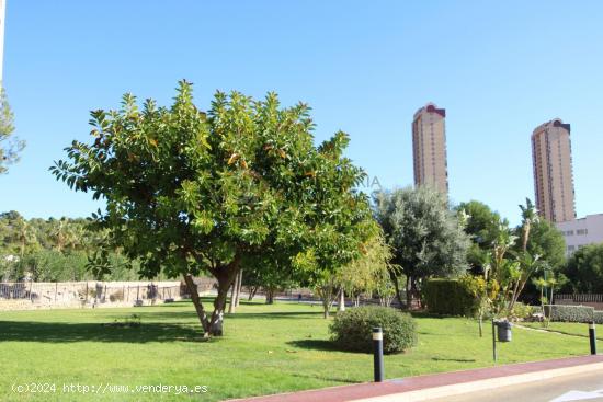 Apartamento de 1 dormitorio en zona residencial de la playa de Poniente en Benidorm - ALICANTE