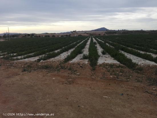 PARCELAS RÚSTICAS EN CUEVAS DE REYLLO, FUENTE ÁLAMO - MURCIA