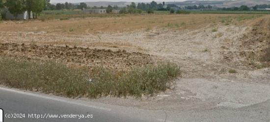 Terreno de siembra de 12.250 m2, fachada a la carretera. - CORDOBA