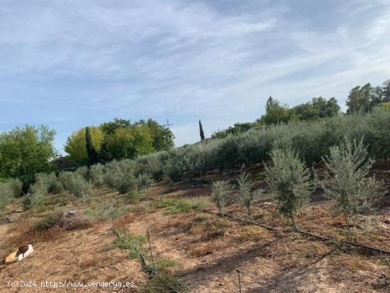 ZONA ALAMILLO - ESCRITURAS - Parcela de terreno de 2.500 m2 con agua y luz - CORDOBA