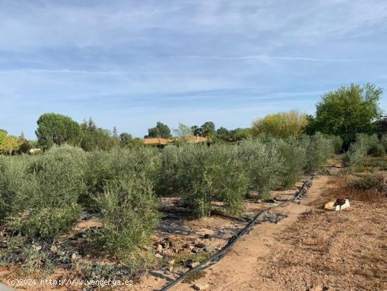 ZONA ALAMILLO - ESCRITURAS - Parcela de terreno de 2.500 m2 con agua y luz - CORDOBA