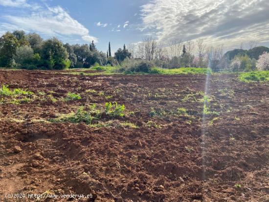  ZONA CTRA. ERMITAS - REGALA TRACTOR - Parcela de terreno de 6.000 m2. - CORDOBA 