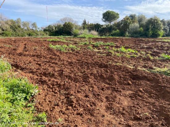 ZONA CTRA. ERMITAS - REGALA TRACTOR - Parcela de terreno de 6.000 m2. - CORDOBA