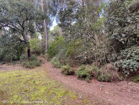 TRASSIERRA-EL SALADO - Finca rustica de 23.000 m. con pozo de sondeo y punto de luz. - CORDOBA