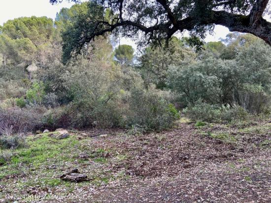 TRASSIERRA-EL SALADO - Finca rustica de 23.000 m. con pozo de sondeo y punto de luz. - CORDOBA