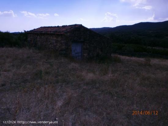 Parcela de 11400m2 con caseta y olivos - CACERES