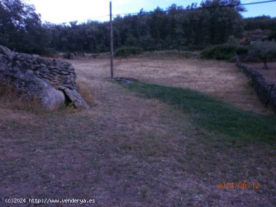 Parcela de 11400m2 con caseta y olivos - CACERES