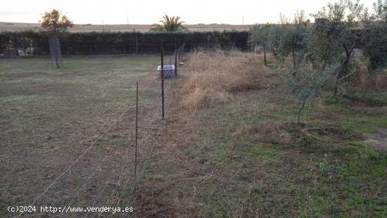 Bonita y cuadrada parcela en Sierra de Fuentes. - CACERES