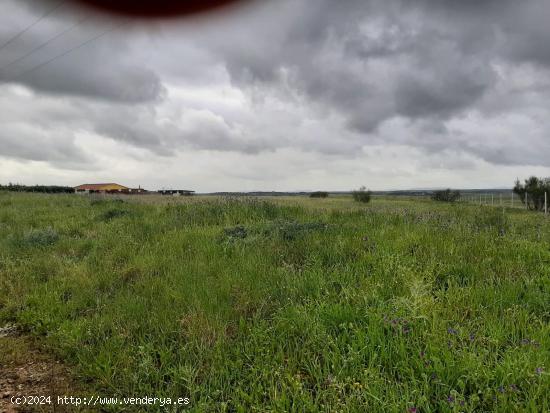 Bonita parcela 8.700 metros en zona del Collado Alto - CACERES