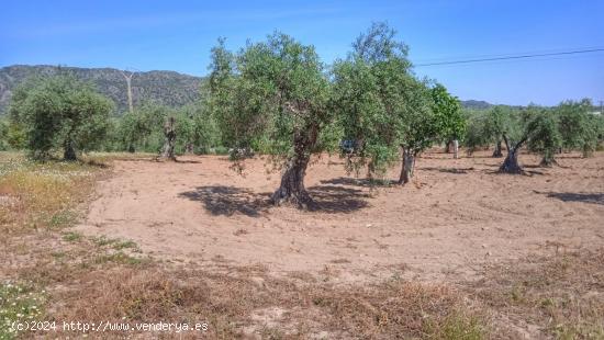 Parcela de 1 hectarea con chalet nuevo de 150 m2 en Arroyomolinos - CACERES