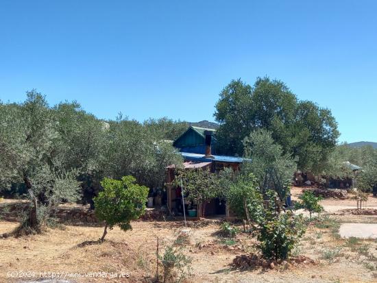 Finca de Olivos en la Montaña - CACERES