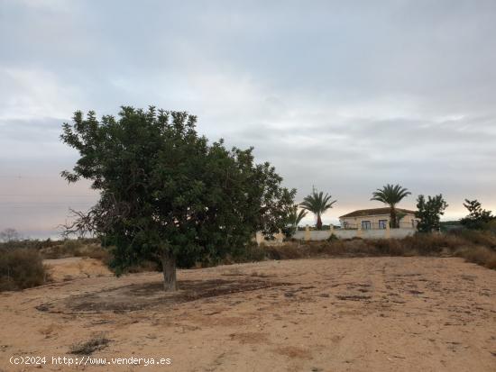  TERRENO EN EL MOLAR ( ZONA LA MARINA ) - ALICANTE 