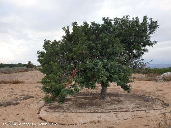 TERRENO EN EL MOLAR ( ZONA LA MARINA ) - ALICANTE