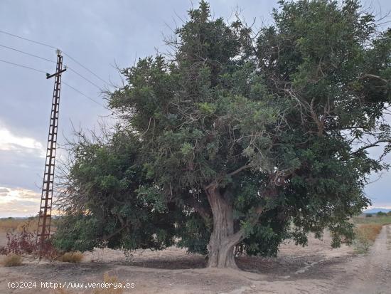 TERRENO EN EL MOLAR ( ZONA LA MARINA ) - ALICANTE