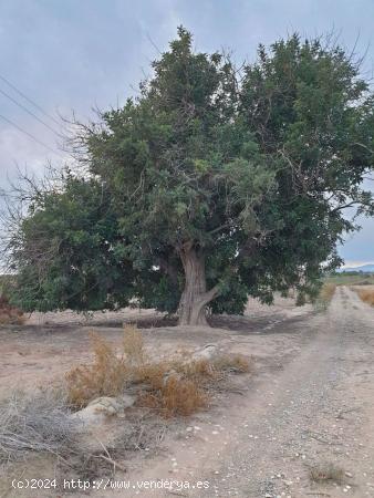 TERRENO EN EL MOLAR ( ZONA LA MARINA ) - ALICANTE