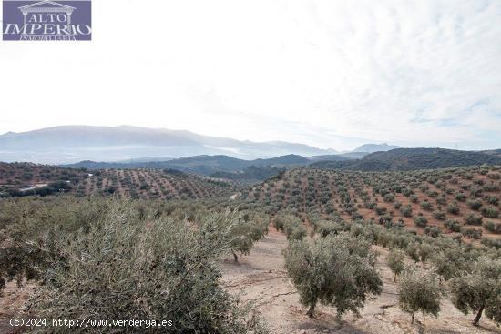  Magnifica finca 46 Hectáreas de la cual plantada de olivos, aproximadamente 43. - GRANADA 