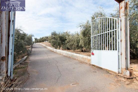 Magnifica finca 46 Hectáreas de la cual plantada de olivos, aproximadamente 43. - GRANADA