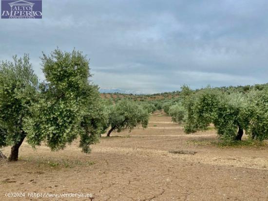  Fincas de Olivos en producción - JAEN 