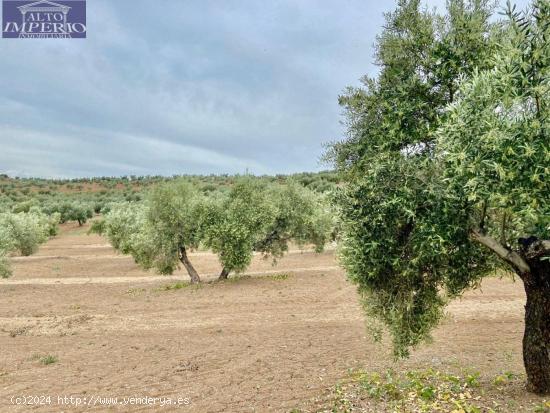 Fincas de Olivos en producción - JAEN