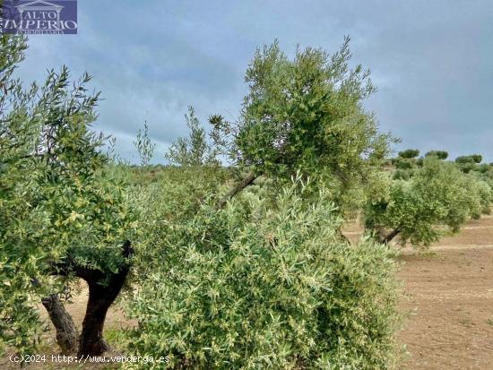 Fincas de Olivos en producción - JAEN