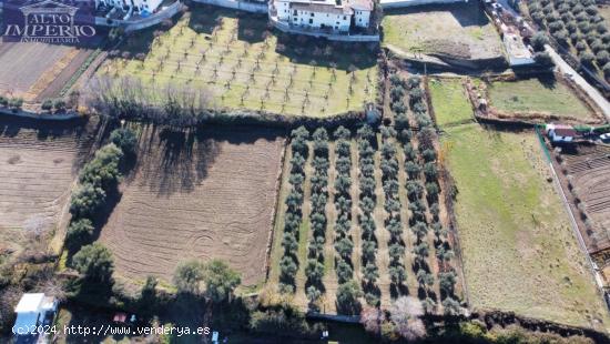 OLIVAR EN LA ZUBIA DE 3.597 M2 - GRANADA