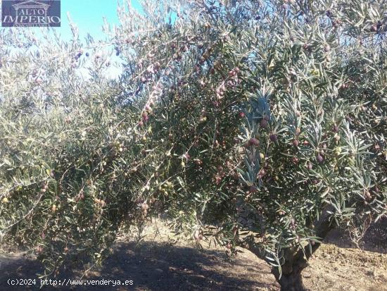 OLIVAR EN LA ZUBIA DE 3.597 M2 - GRANADA