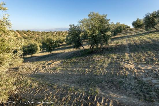 FINCA DE OLIVOS EN LAS GABIAS - GRANADA