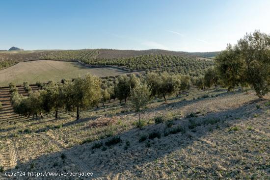 FINCA DE OLIVOS LAS GABIAS - GRANADA