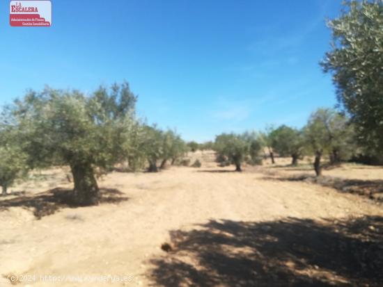 16.000m2 de terreno, luz y agua, PRECIO NEGOCIABLE - ALICANTE