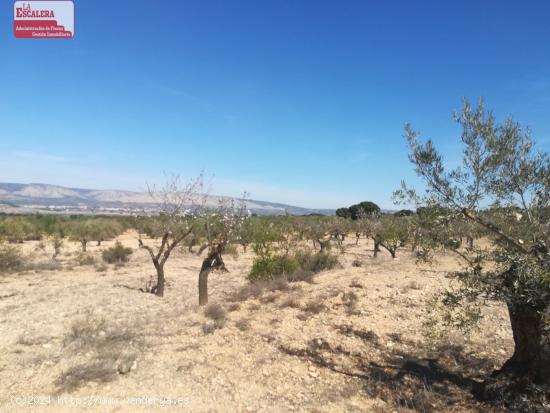 16.000m2 de terreno, luz y agua, PRECIO NEGOCIABLE - ALICANTE