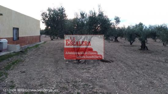 FINCA EN YECLA - MURCIA