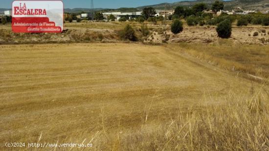 Parcela rústica en Ibi para alquilar. Dispone de pozo y derechos de riego - ALICANTE