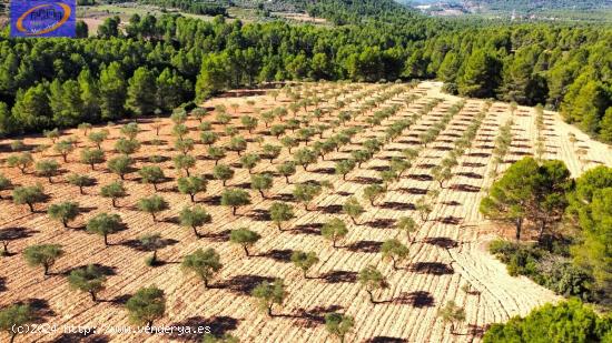 FINCA DE VIÑEDOS EN COFRENTES - VALENCIA