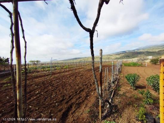 Finca con producción de vino con lagar en el Río de Arico - SANTA CRUZ DE TENERIFE