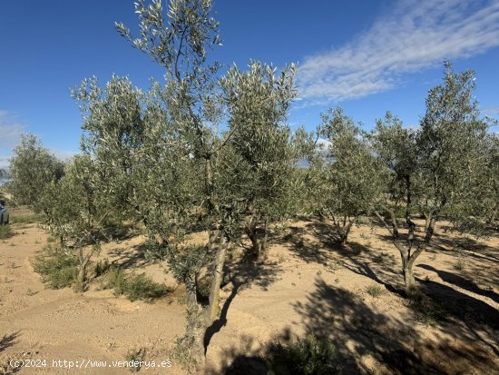 Suelo rústico en venta  en Concabella - Lleida