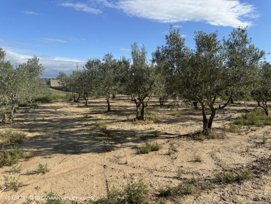 Suelo rústico en venta  en Concabella - Lleida