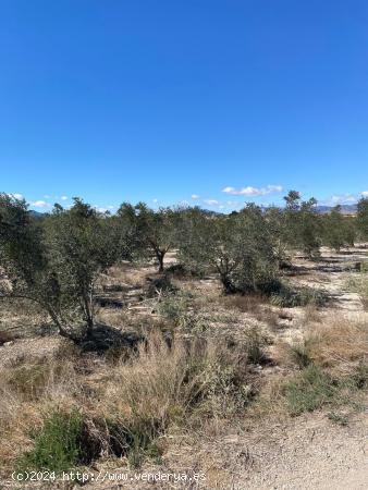  Parcela en Monforte del Cid de 20.878 metros - ALICANTE 