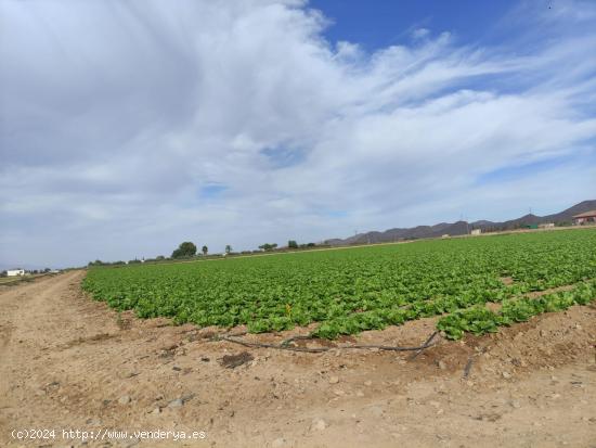  Parcela en Purias - MURCIA 