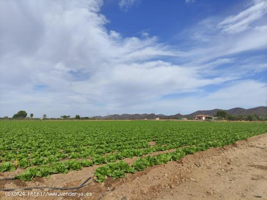 Parcela en Purias - MURCIA