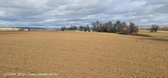  FINCA RUSTICA DE REGADÍO EN CUBILLAS DE SANTA MARTA (VALLADOLID) - VALLADOLID 