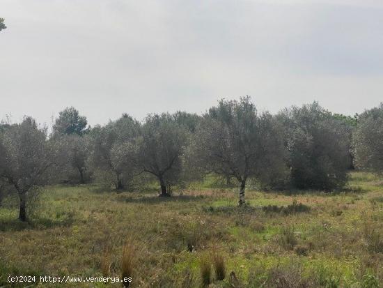 Se vende terreno con olivos - VALENCIA